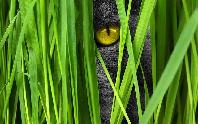 katt gräs