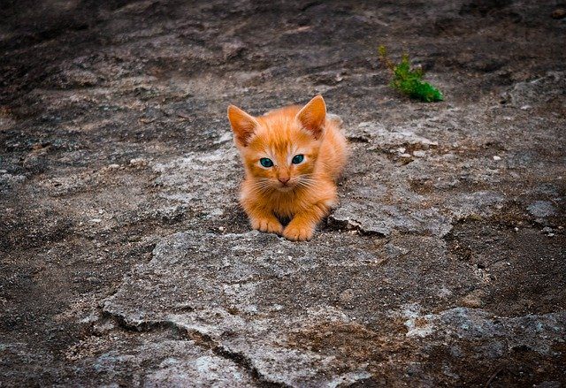 Sammenlignelig fællesskab Uluru Hur gammal blir en katt? – Djurens liv