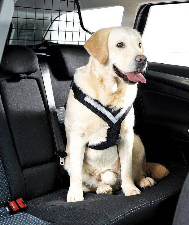 Bilbälte hund – Djurens liv